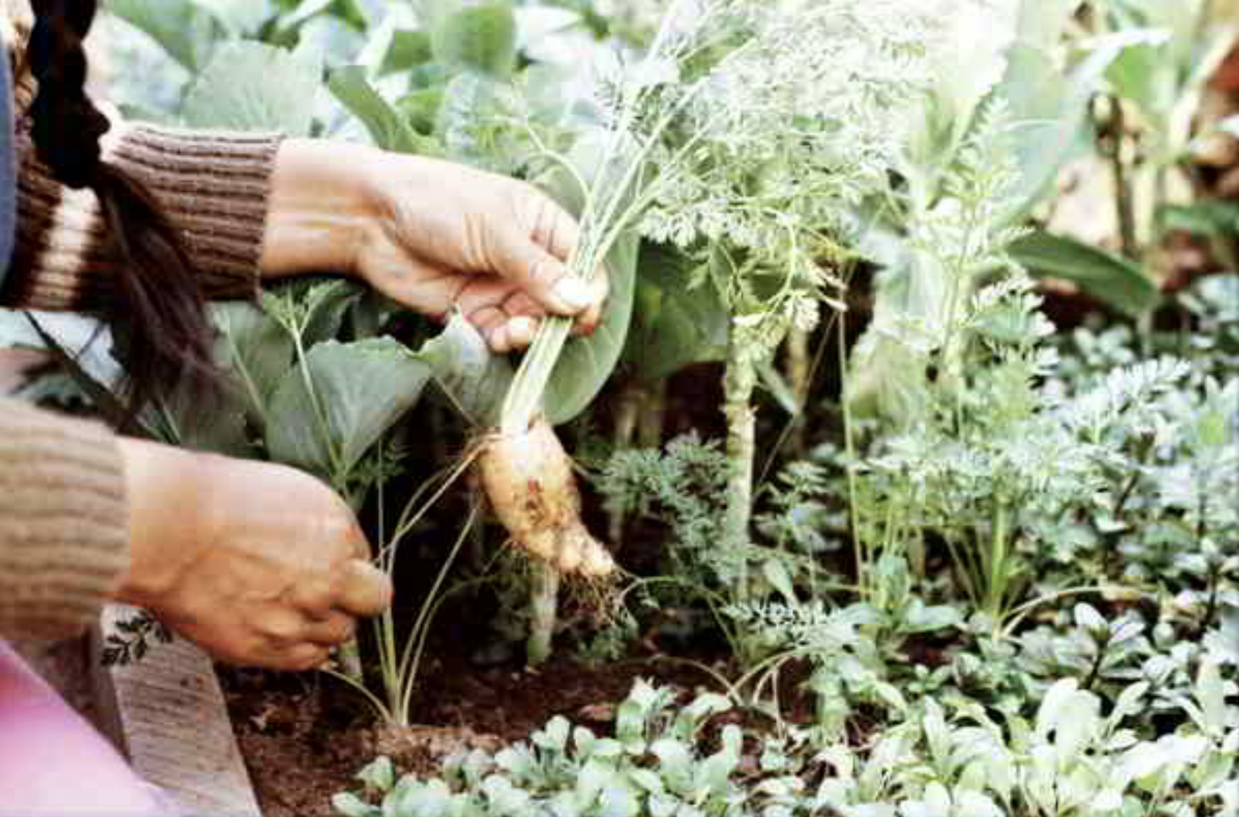 Agricultura Urbana Familiar como estrategia de resiliencia
