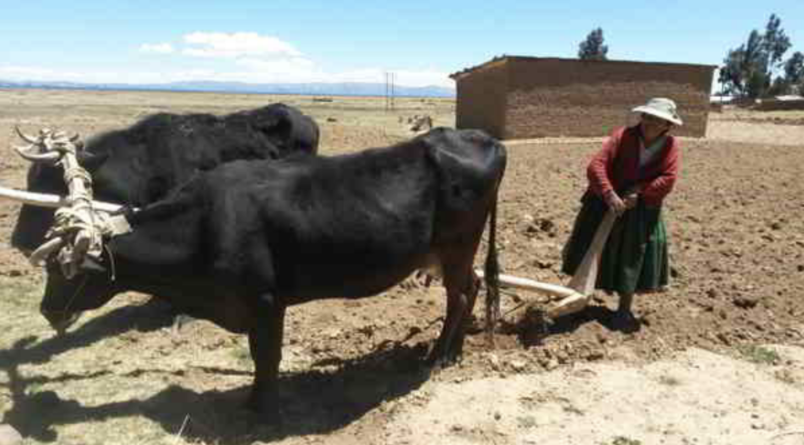 Arar la tierra con nombre de mujer aymara